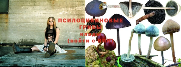 PSILOCYBIN Абдулино