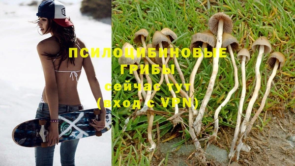 прущие грибы Алексин
